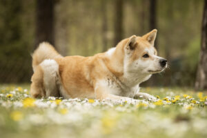 Foto von Yuki