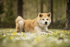 Foto von Yuki