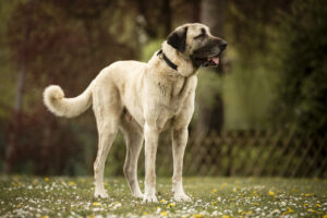 Foto von Alfi