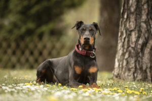 Foto von Tyson