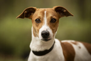 Foto von Buddy