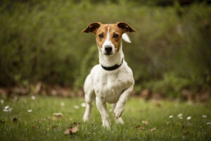Foto von Buddy