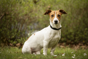 Foto von Buddy