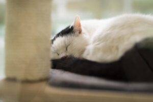Foto von Bobby und Mausi