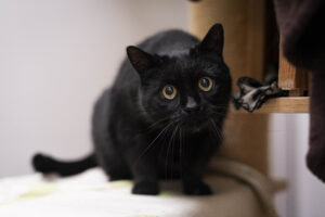 Foto von Ken und Tinkerbelle