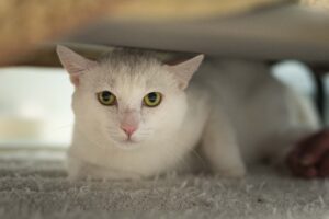 Foto von Pumpkin