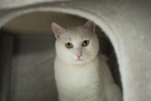 Foto von Pumpkin