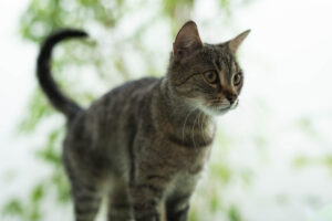 Foto von Wusel