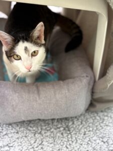 Foto von Bobby und Mausi
