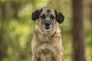 Foto von Shanty
