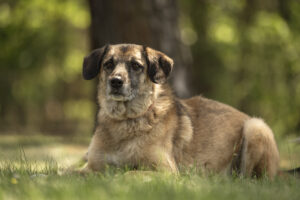 Foto von Shanty