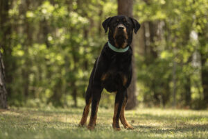 Foto von Maximus