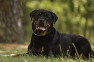 Foto von Maximus