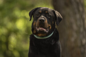 Foto von Maximus