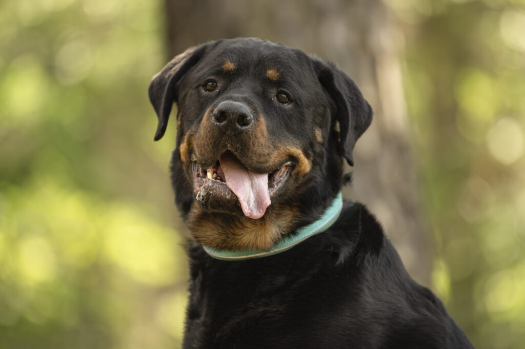 Foto von Maximus