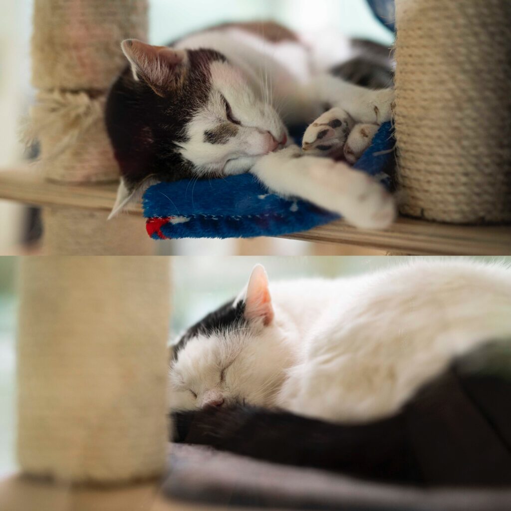 Foto von Bobby und Mausi