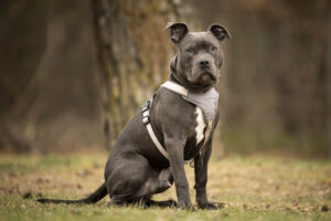 Foto von Duke