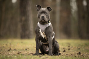 Foto von Duke