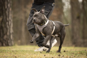 Foto von Duke
