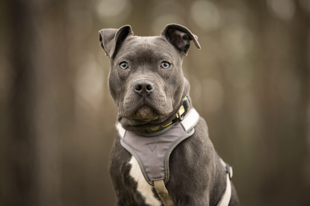 Foto von Duke