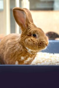 Foto von Maximus
