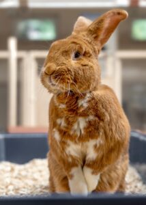 Foto von Maximus