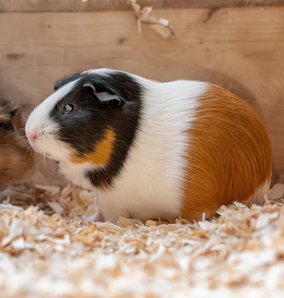 Foto von Zummi