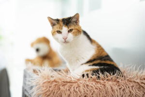 Foto von Kiwi
