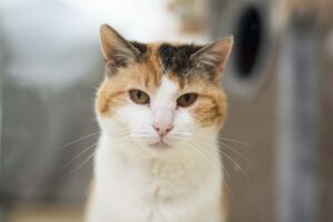 Foto von Kiwi