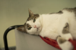 Foto von Nala