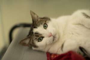 Foto von Nala