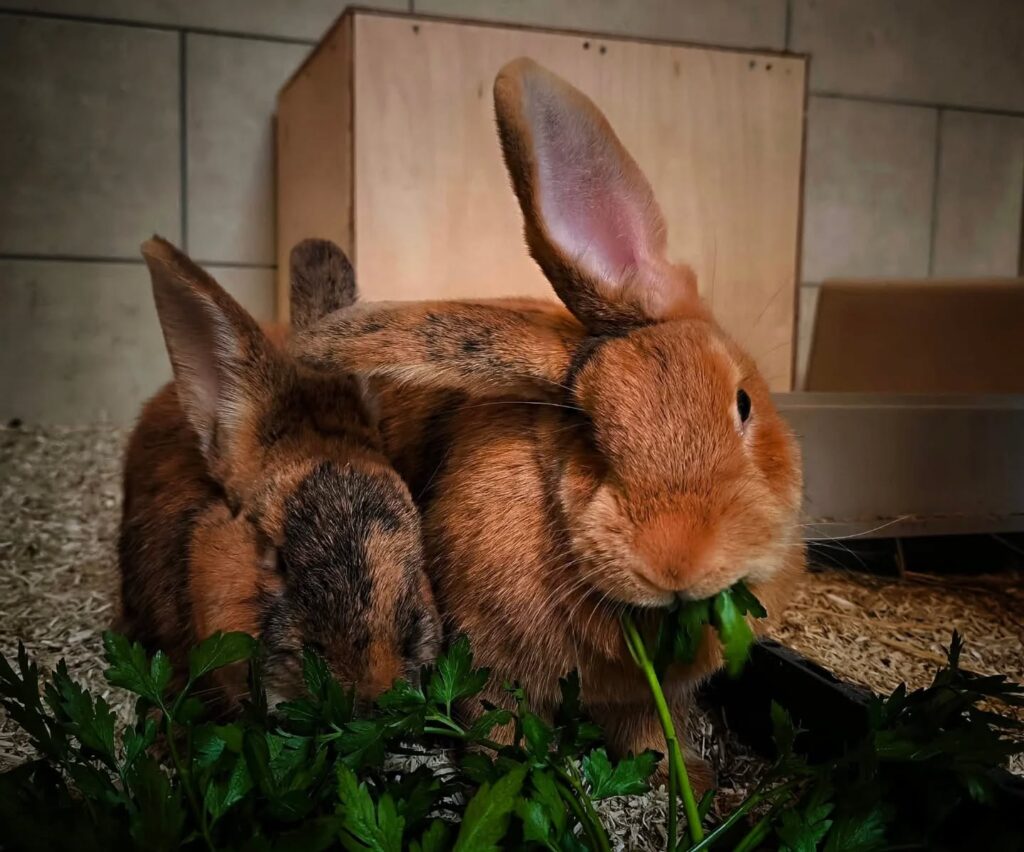 Foto von Snickers und Mars