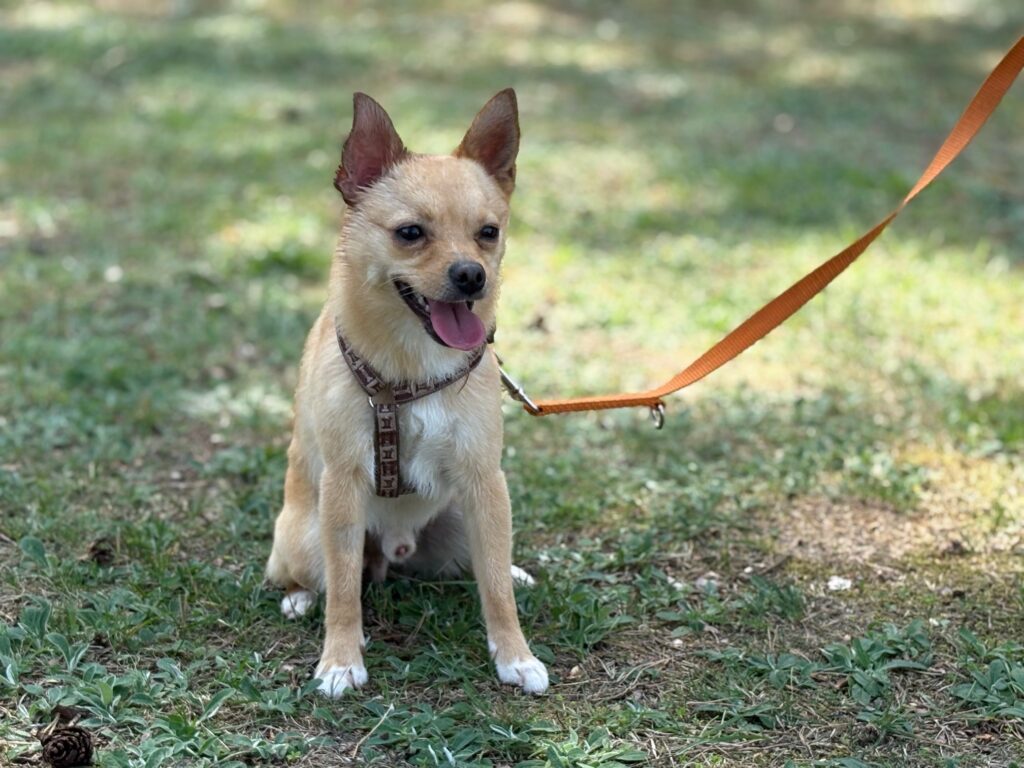 Foto von Finley