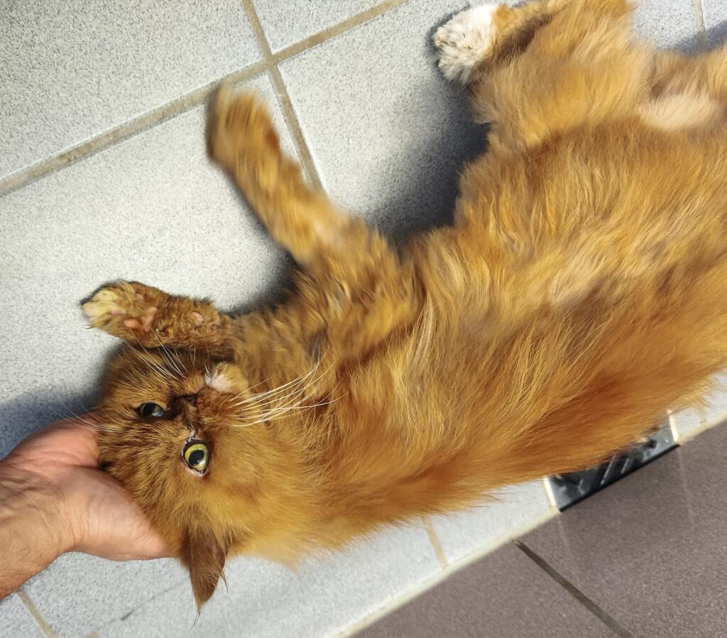 Foto von Mitri
