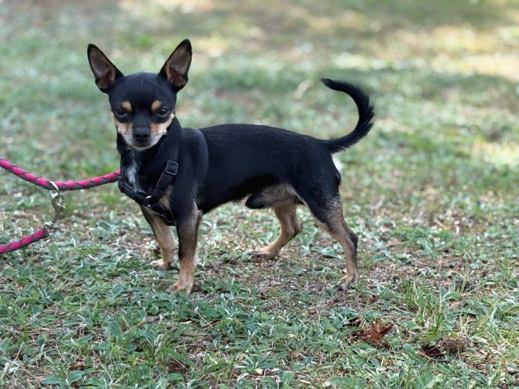 Foto von Piccolo
