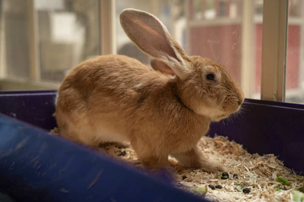 Foto von Bombur