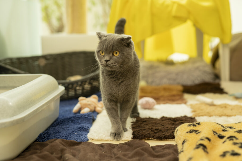 Foto von Witch