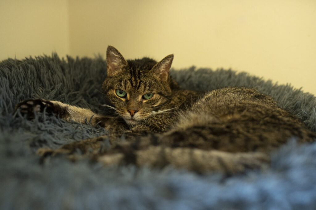 Foto von Lilli und Rossi