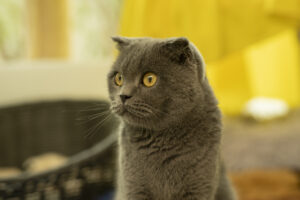 Foto von Witch