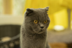 Foto von Witch