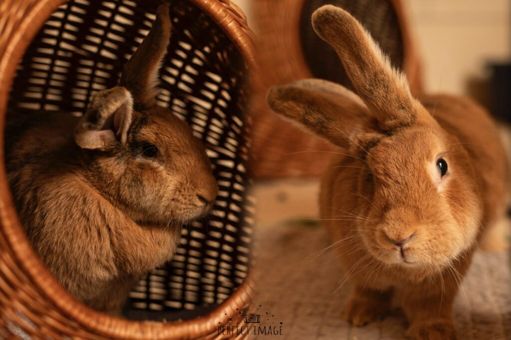 Foto von Snickers und Mars