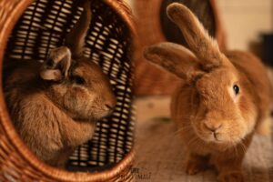 Foto von Snickers und Mars