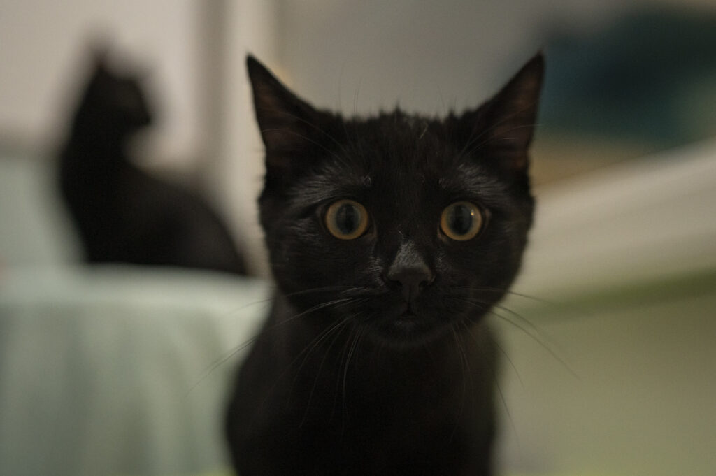 Foto von Bonbon und Bubble