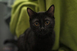 Foto von Bonbon und Bubble