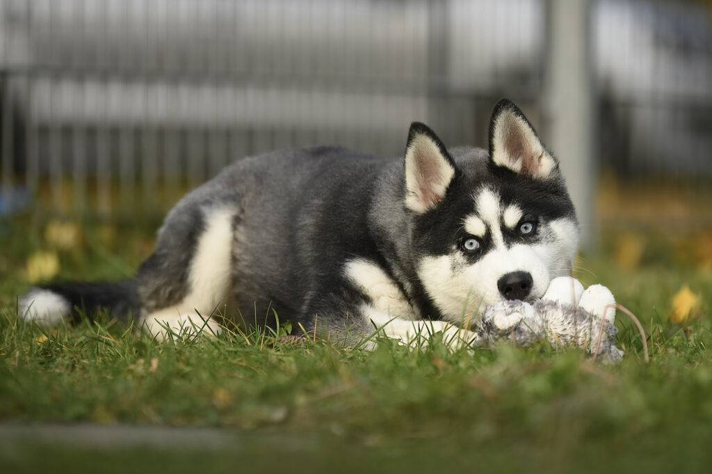 Foto von Ice Foto von Ice