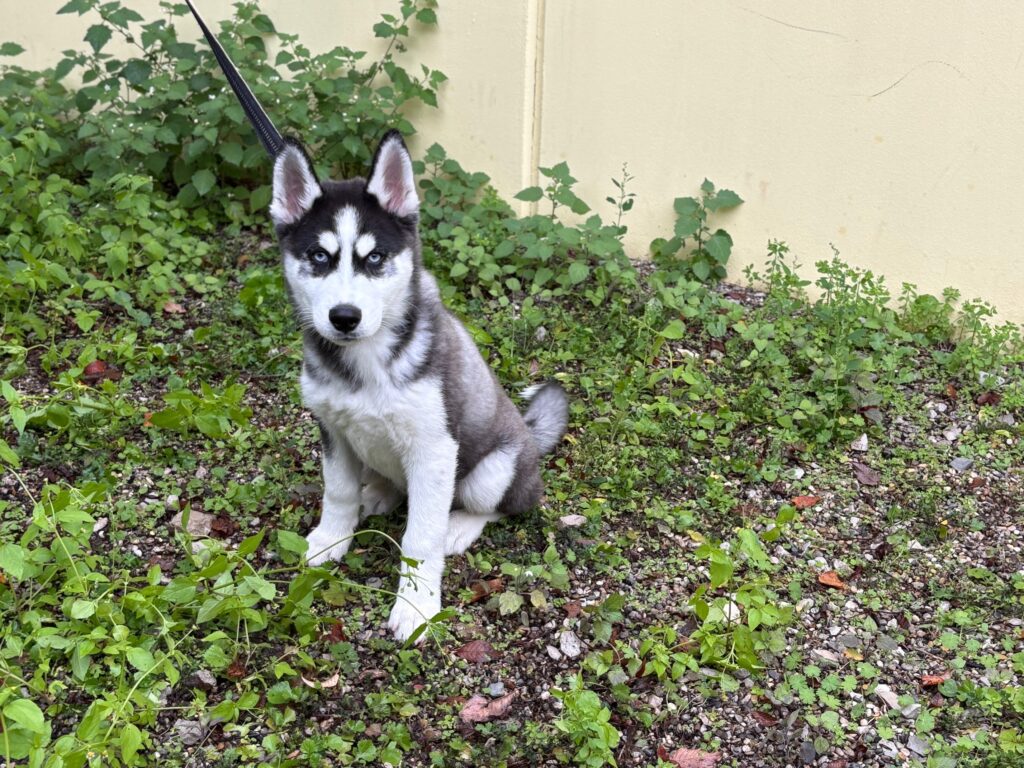 Foto von Ice