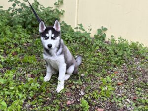 Foto von Ice