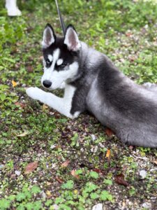 Foto von Ice