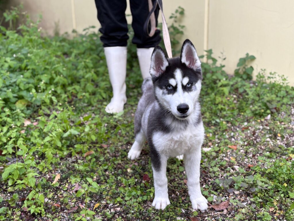 Foto von Ice