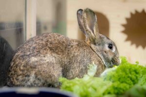 Foto von Blue und Horatio